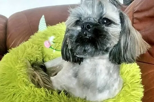 Shih tzu FCI piesek, Dolnośląskie, Wałbrzych