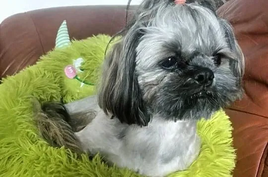 Shih tzu FCI piesek, Dolnośląskie, Wałbrzych