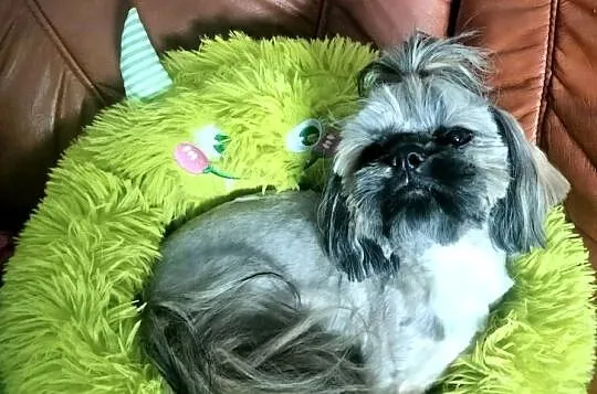 Shih tzu FCI piesek, Dolnośląskie, Wałbrzych