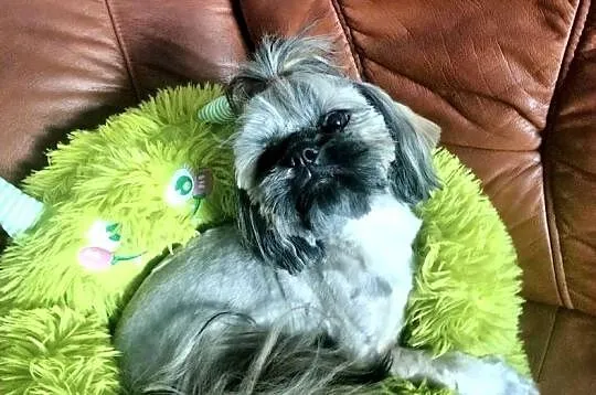 Shih tzu FCI piesek, Dolnośląskie, Wałbrzych