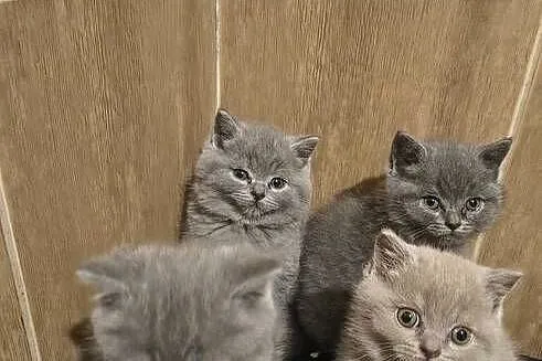 Kot kotki brytyjskie rodowód piękne okazja