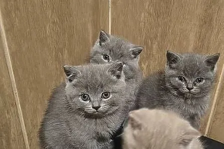 Kot kotki brytyjskie rodowód piękne okazja, Podkarpackie, Sanok