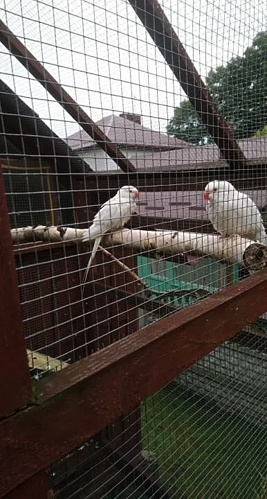 księżniczka wali samica, Podkarpackie, Rzeszów