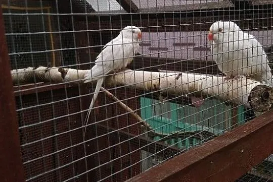 księżniczka wali samica, Podkarpackie, Rzeszów