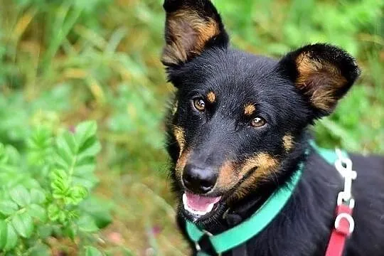 Młody,łagodny,przyjazny,wesoły,domowy pupil,zaszczepiony piesek UKI.Adopcja., Małopolskie, Kraków