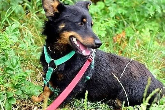 Młody,łagodny,przyjazny,wesoły,domowy pupil,zaszczepiony piesek UKI.Adopcja., Małopolskie, Kraków