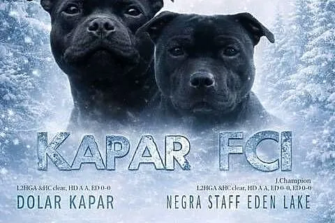 Staffik Staffirdshire Bull Terrier ZKwP, Łódzkie, Sieradz