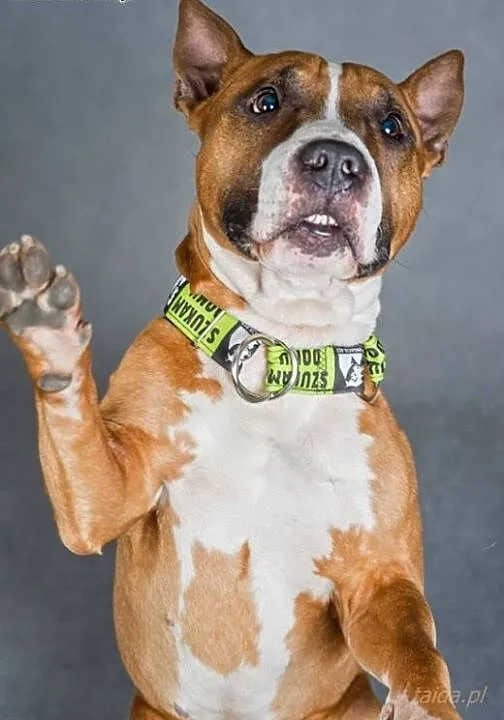 BOX łagodny do psów i kotów amstaff czeka na dom,