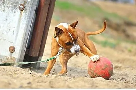BOX łagodny do psów i kotów amstaff czeka na dom, 