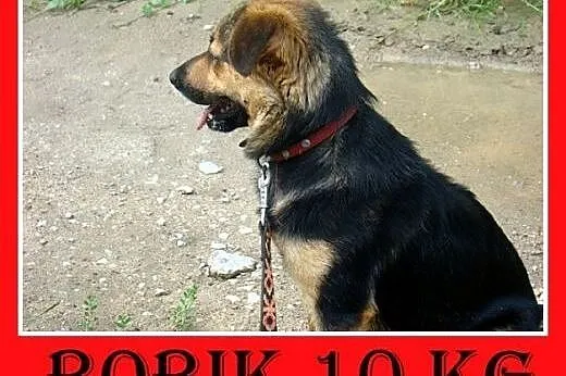 10kg,aktywny,wesoły,łagodny piesek BOBIK,szczepiony.ADOPCJA,  dolnośląskie Wrocław