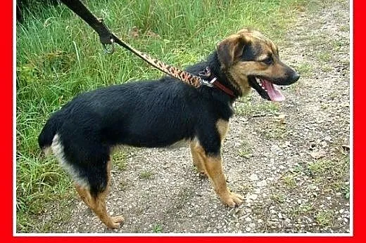 10kg,aktywny,wesoły,łagodny piesek BOBIK,szczepion