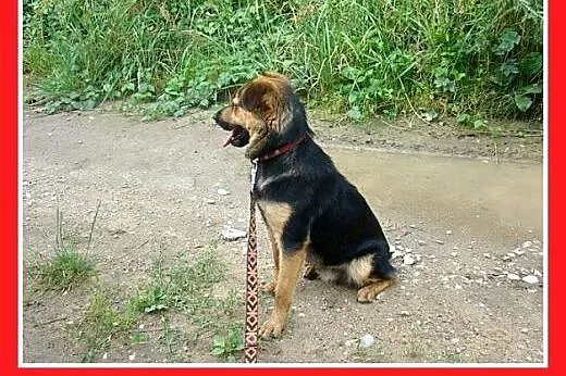 10kg,aktywny,wesoły,łagodny piesek BOBIK,szczepion