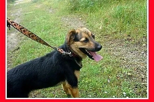 10kg,aktywny,wesoły,łagodny piesek BOBIK,szczepion