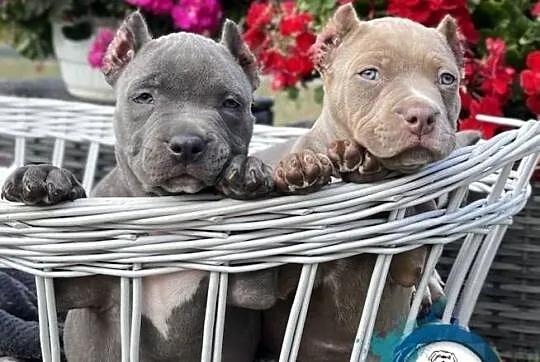 American Bully suczka ABKC, Wielkopolskie, Koło