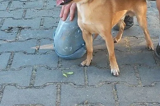Mały, 7 kg Reksio pilnie szuka domu,  Kundelki cał