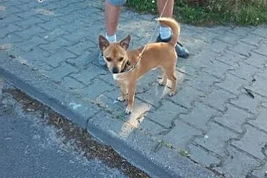 Mały, 7 kg Reksio pilnie szuka domu,  Kundelki cał