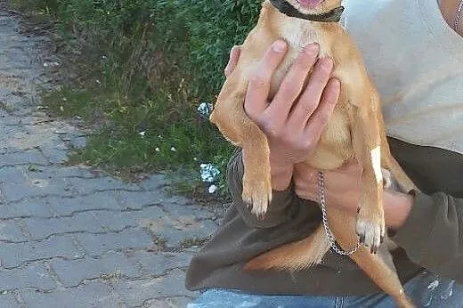 Mały, 7 kg Reksio pilnie szuka domu,  Kundelki cał