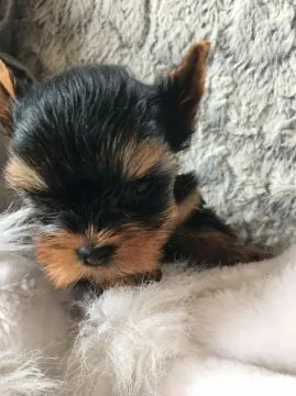 Yorki samiczki mini Yorkshire Terrier mini e-mail: {{amandinelisa01@gmail.com}}, , Gdynia 