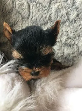 Yorki samiczki mini Yorkshire Terrier mini e-mail: {{amandinelisa01@gmail.com}}, , Gdynia 