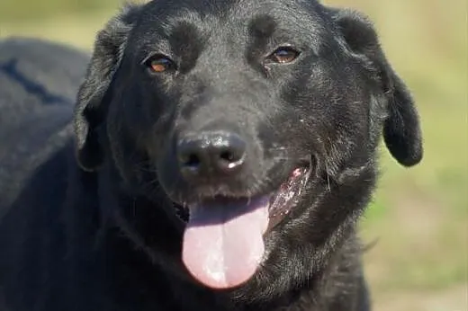 Funia, czarna piękność szuka domu,  Labrador retriever cała Polska