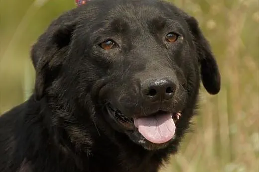 Funia, czarna piękność szuka domu,  Labrador retri