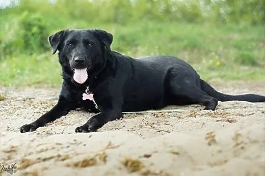 Funia, czarna piękność szuka domu,  Labrador retri
