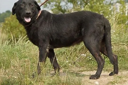 Funia, czarna piękność szuka domu,  Labrador retri