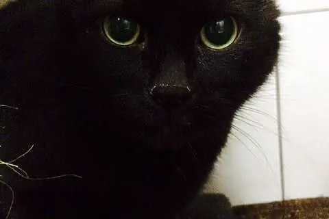 Tadzio
