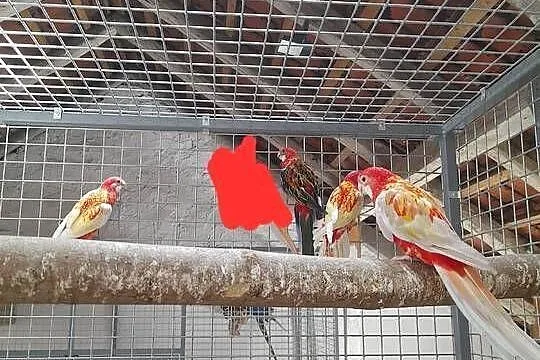 Rozelle białolice likwidacja młode i dorosłe, Śląskie, Racibórz