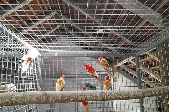 Rozelle białolice likwidacja młode i dorosłe, Śląskie, Racibórz