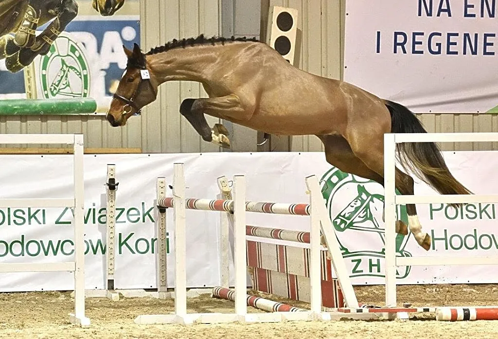 Pilnie sprzedam klacz 9 lat, ,