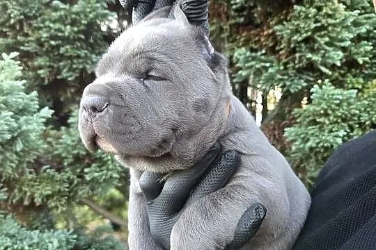 Cane corso American Bandog