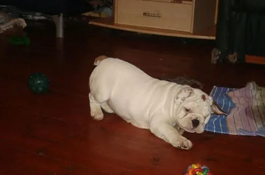 Buldog angielski - suczka