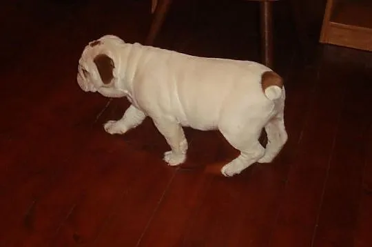 Buldog angielski - suczka