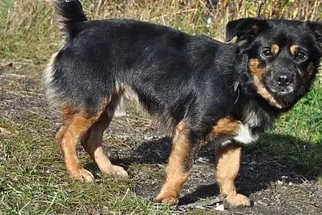 HIRO bardzo źle znosi pobyt w schronisku- odmień j