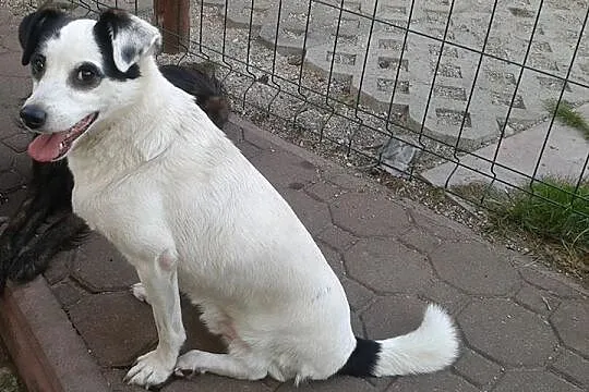 Irysek trójłapek, któremu dokucza samotność, a nie brak łapki