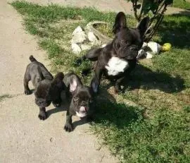 Szczenieta ..Buldoga Francuskiego... e-mail: {{sandrakokoszka448@gmail.com}}
