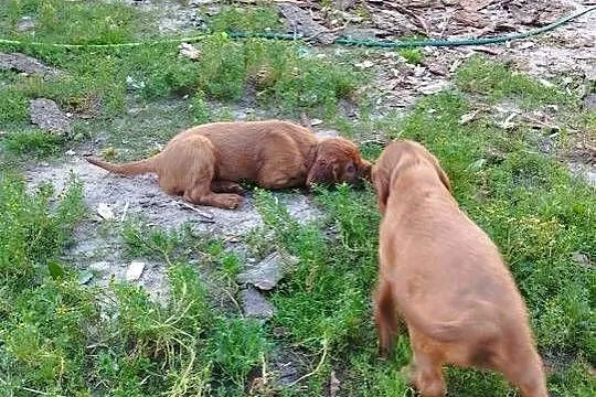 Sprzedam szczeniaka rasy Seter Irlandzki, Warmińsko-mazurskie, Lubawa