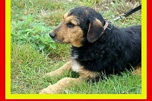 Spokojny,pozytywny,wesoły,łagodny,bezkonfliktowy,p