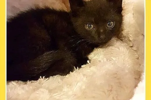 7 tygodniowe kociątko,odrobaczone,odpchlone szuka domu.ADOPCJA,  śląskie Katowice