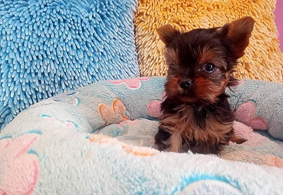 Yorkshire terrier mini suczka xs, Opolskie, Opole