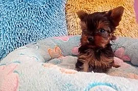 Yorkshire terrier mini suczka xs