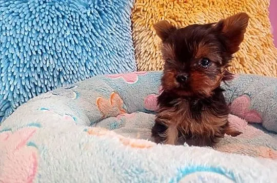 Yorkshire terrier mini suczka xs, Opolskie, Opole