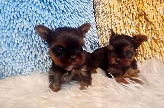 Yorkshire terrier mini suczka xs, Opolskie, Opole