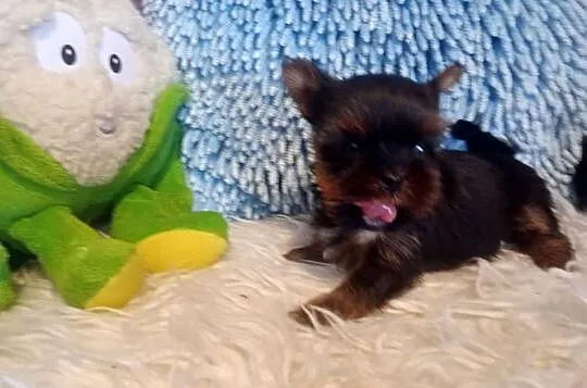 Yorkshire terrier mini suczka xs, Opolskie, Opole