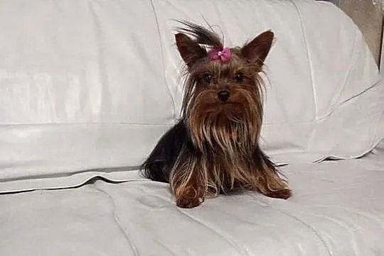 Yorkshire terrier mini suczka xs, Opolskie, Opole