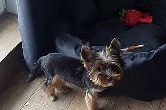 Yorkshire terrier mini suczka xs, Opolskie, Opole