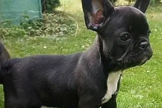 Buldog francuski suczka marengo