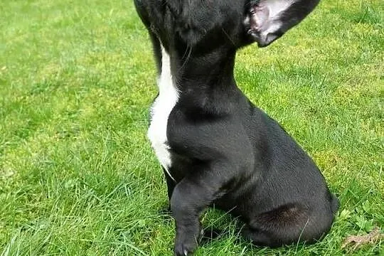 Buldog francuski suczka marengo, Lubuskie, Mycielin