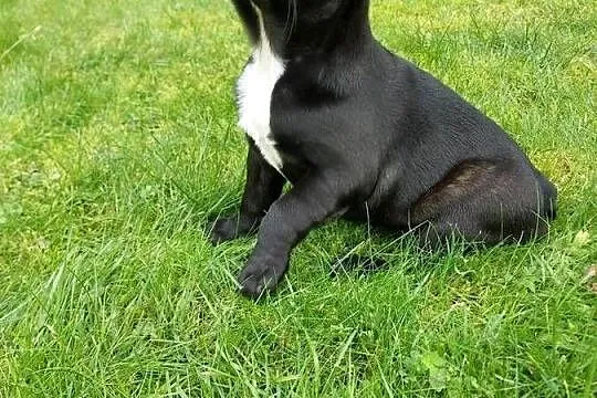Buldog francuski suczka marengo, Lubuskie, Mycielin